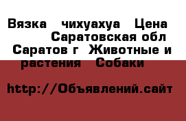 Вязка   чихуахуа › Цена ­ 1 000 - Саратовская обл., Саратов г. Животные и растения » Собаки   